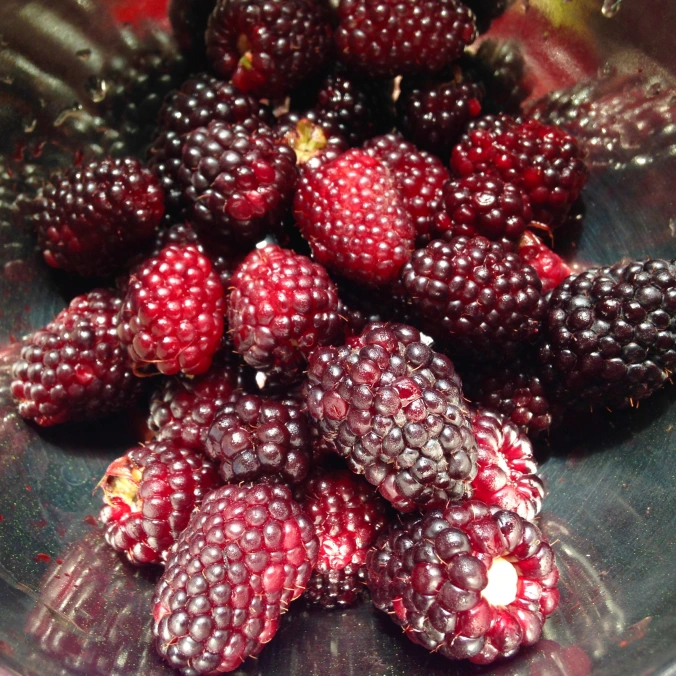 Mora, Ecuadorian blackberry